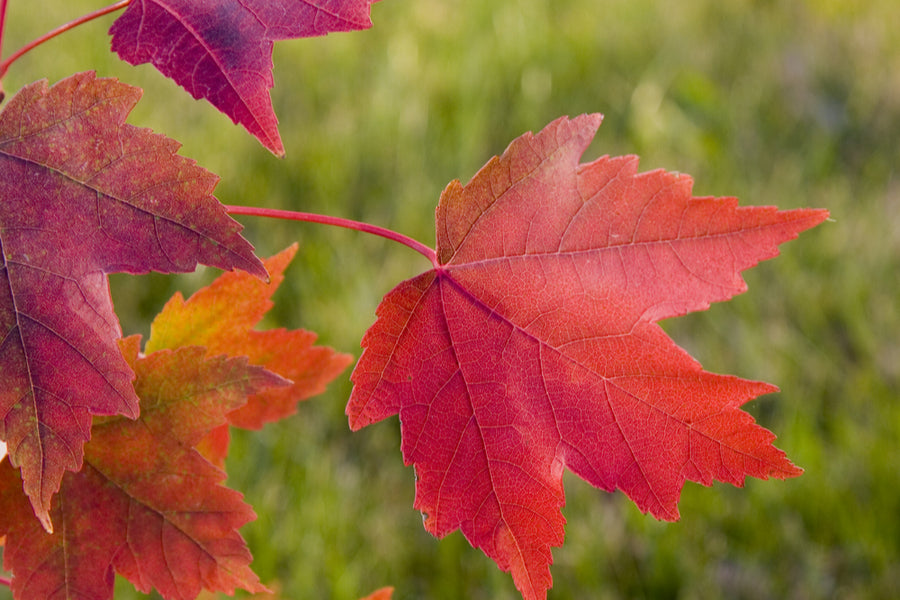 Acer x Freemanii Autumn Blaze - 130 Litre (16-18cm Girth)