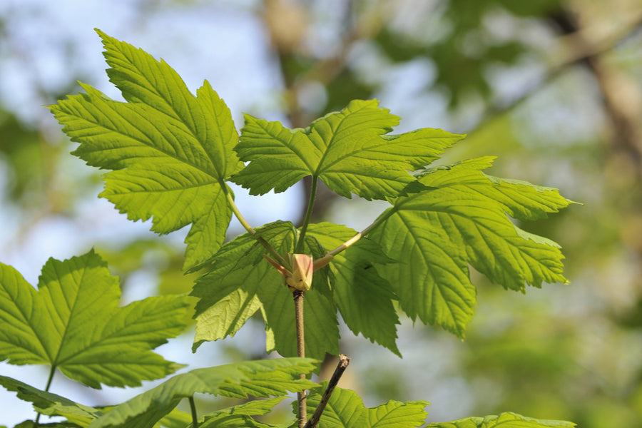 Acer Pseudoplatanus Bruchem 45 Litre (12-14cm Girth)