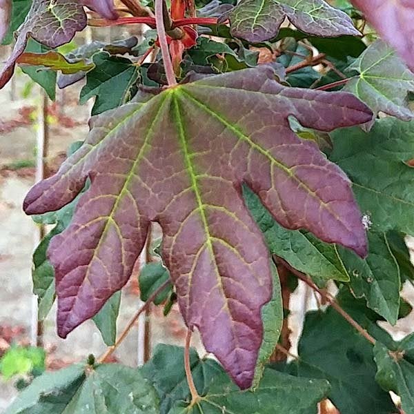 Acer Campestre Red Shine Tree 25 litre 200-225cm