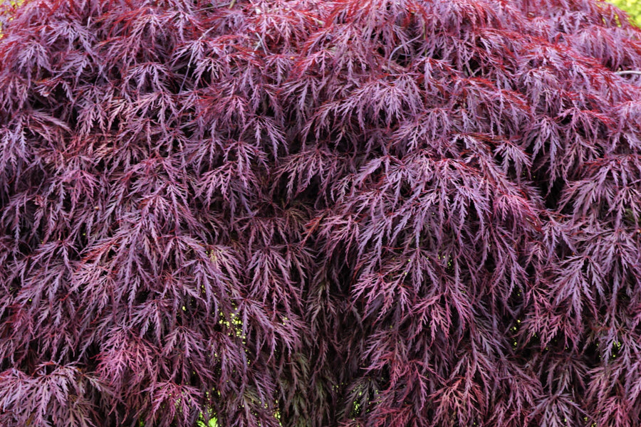 Acer Dissectum Inaba Shidare Standard on 90cm Stem 40-50cm Head 30 Litre Pot