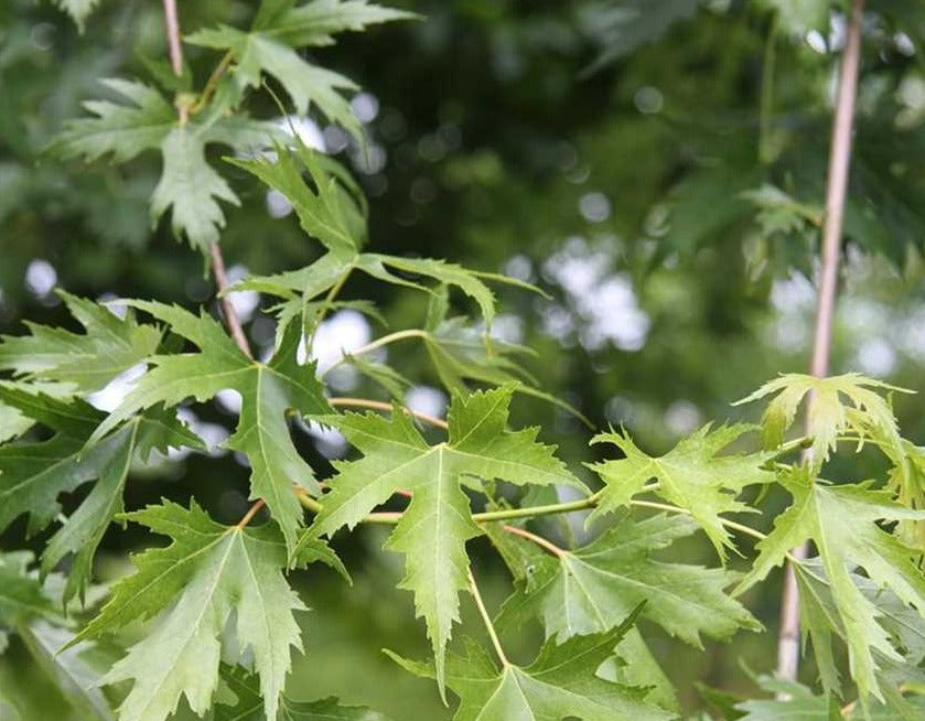 Acer saccharinum 'Laciniatum Wieri' - 130 Litre Pot (18-20cm Girth)