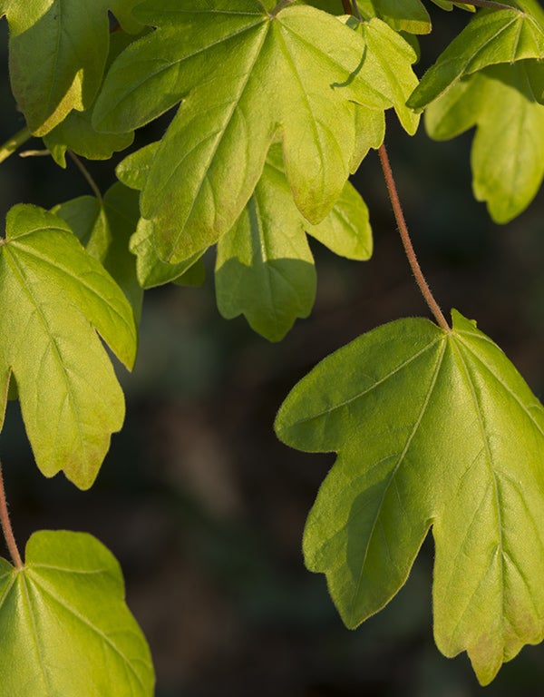 Acer Campestre 'Elsrijk' 130 Litre (20-25cm Girth)