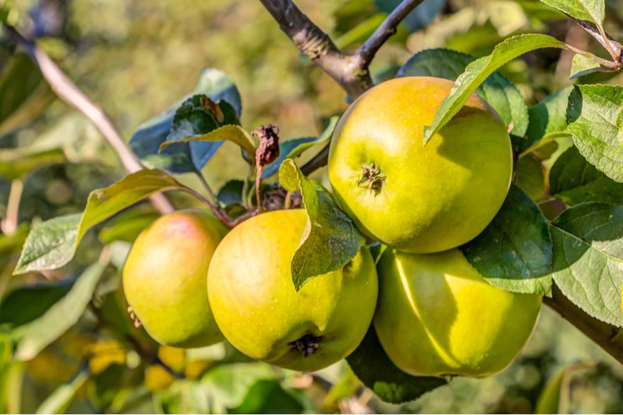 Malus Golden Delicious (Eating Apple) 2 Year Old Bush 5-6ft 12 litre Pot