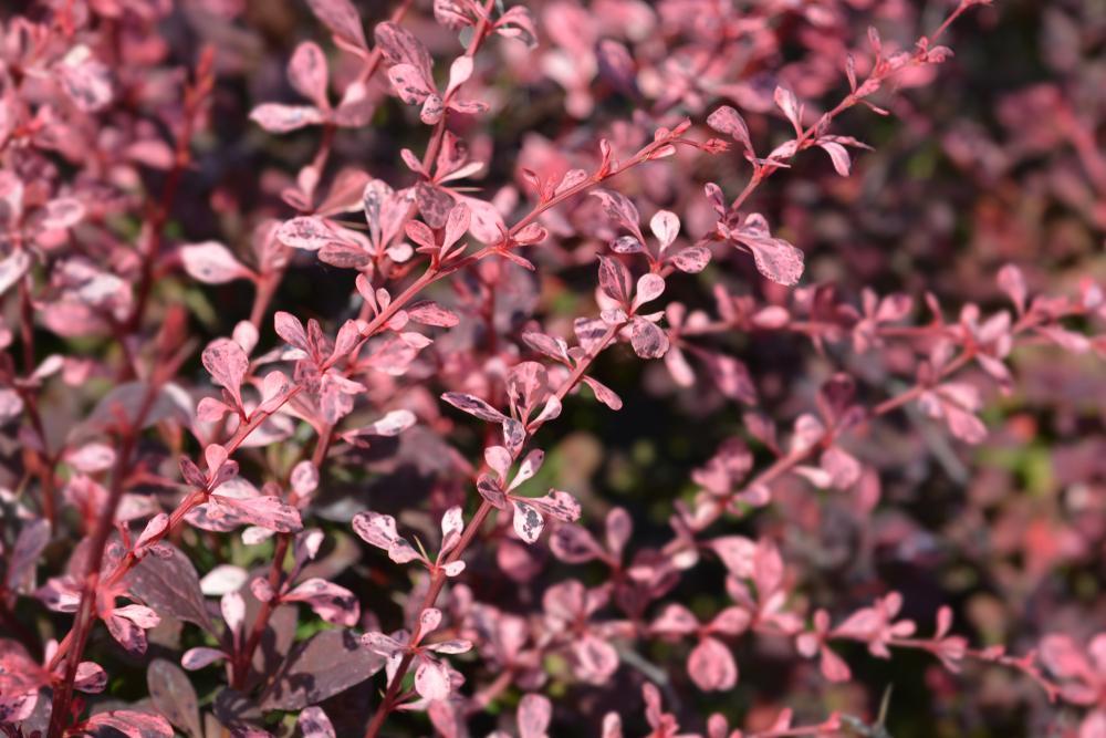 Berberis Harlequin (5 Litre Pot)