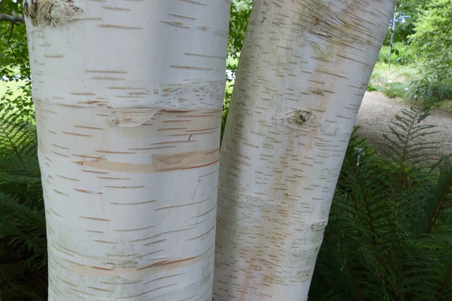 Betula utilis Jacquemontii 'Doorenbos' Tree 25 litre pot (175cm)