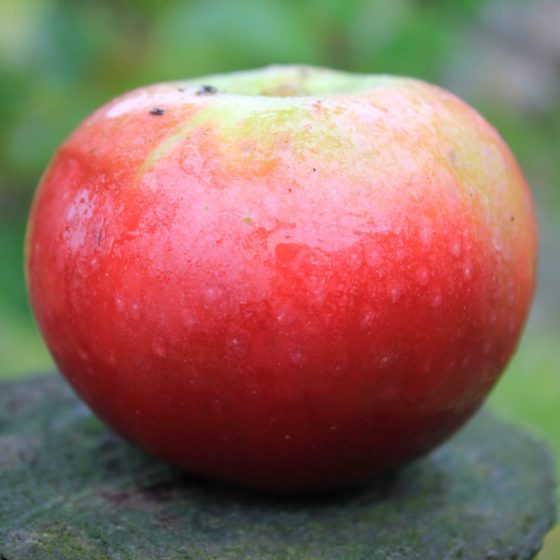 Apple Blood of the Boyne - 1yr old Maiden Available from 2nd week December