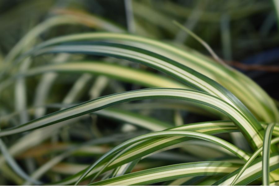 Carex Evergold 2lt pot