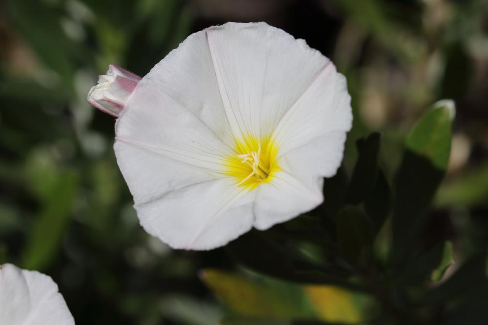 Convolvulus Cenorum White Sensation (2 Litre Pot)