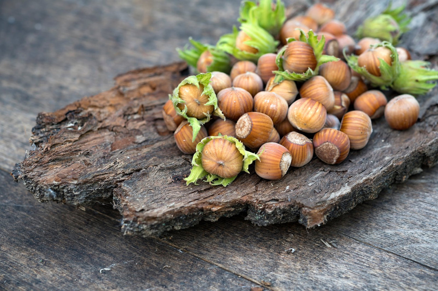 Corylus Webb's Prize Cobb (Bare Root, Height - (60-80cm)