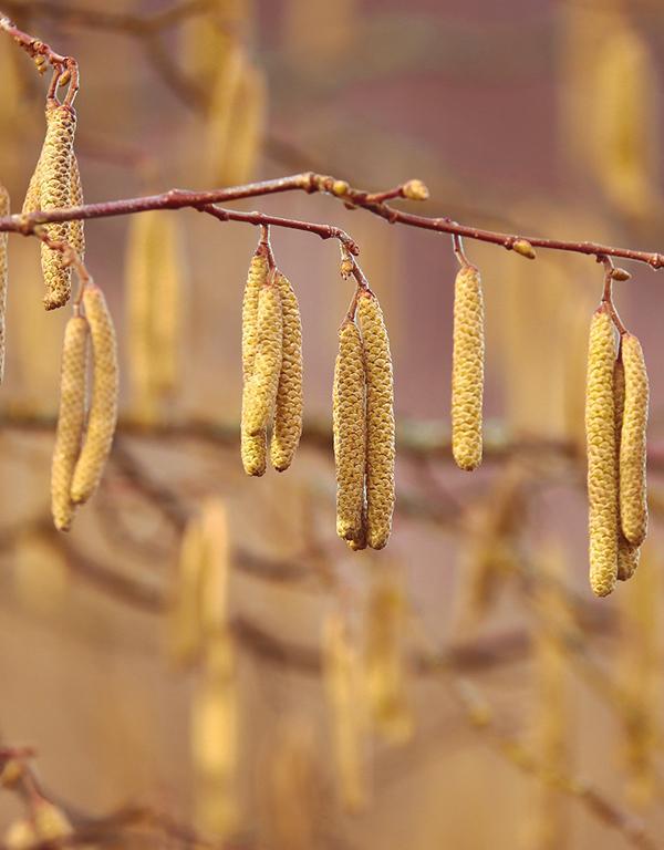 Corylus Avellana - Hazel (60-90cm) 25 per bundle