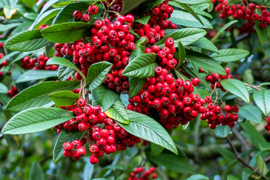 Cotoneaster Hybridius Pendulus 12 litre pot (150-175cm)