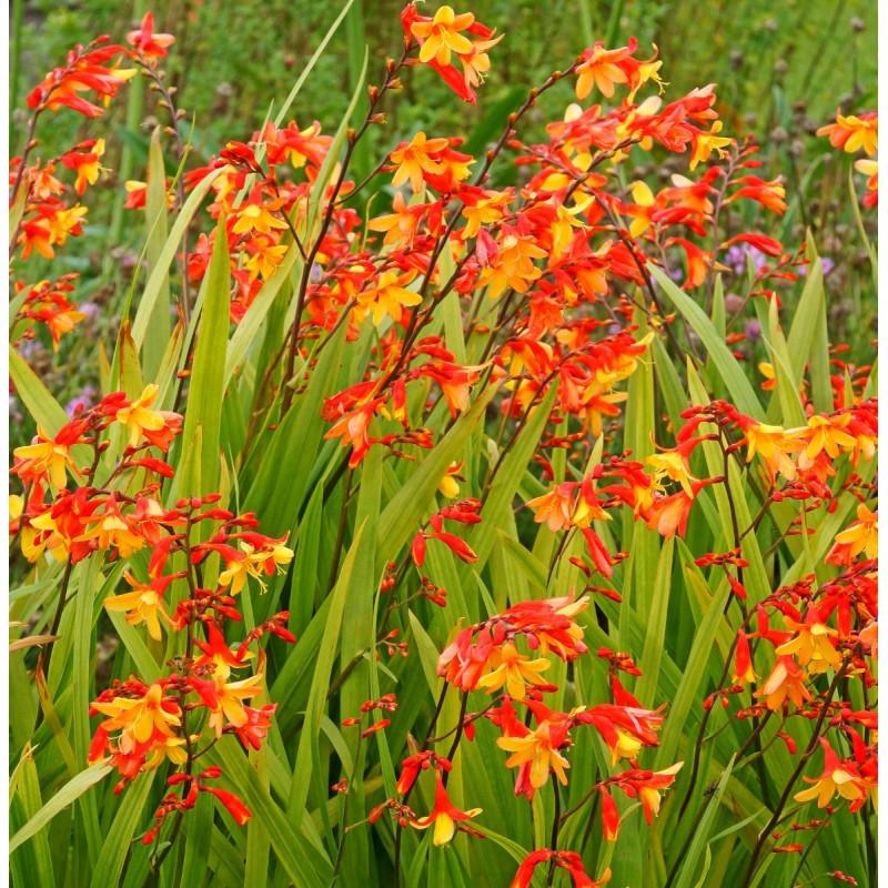 Crocosmia Harlequin - Mombretia - 3 Litre Pot