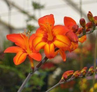 Crocosmia Firestar Scorchio - Mombretia - 3 Litre Pot