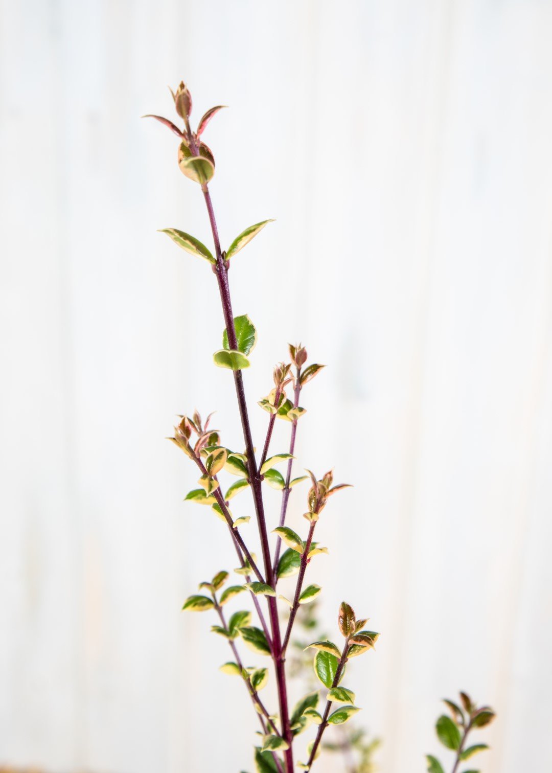 Luma Glangleam Gold (3 Litre Pot)