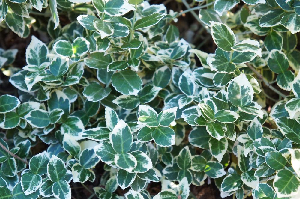 Euonymus Emerald Gaeity 2 Litre Pot