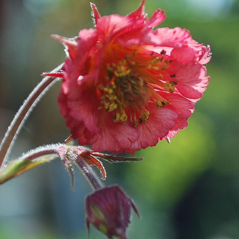 Geum ‘Bell bank’ 3Lt pot