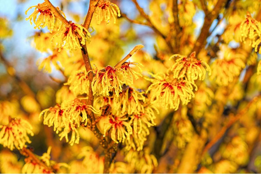 Hamamelis Arnold Promise (Witch Hazel) 5lt pot Height 60cm