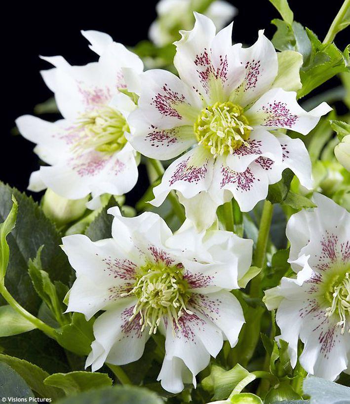 Helleborus Orientalis Hello Pearl (Hellebore) 14cm pot
