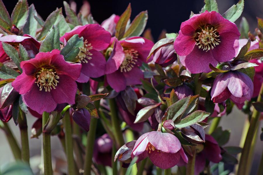 Helleborus Orientalis Hello Red (Hellebore) 14cm pot