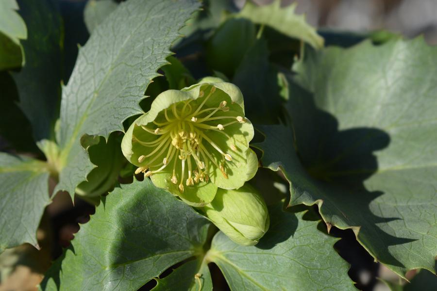Helleborus Lividus Sliver Lace (Hellebore) 14cm pot