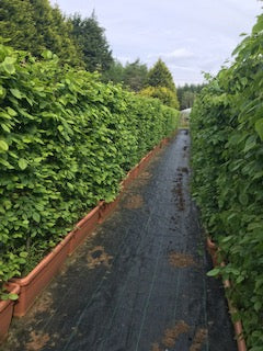 Carpinus Betulus Instant Trough Hedging Length 100cm Ht 175cm