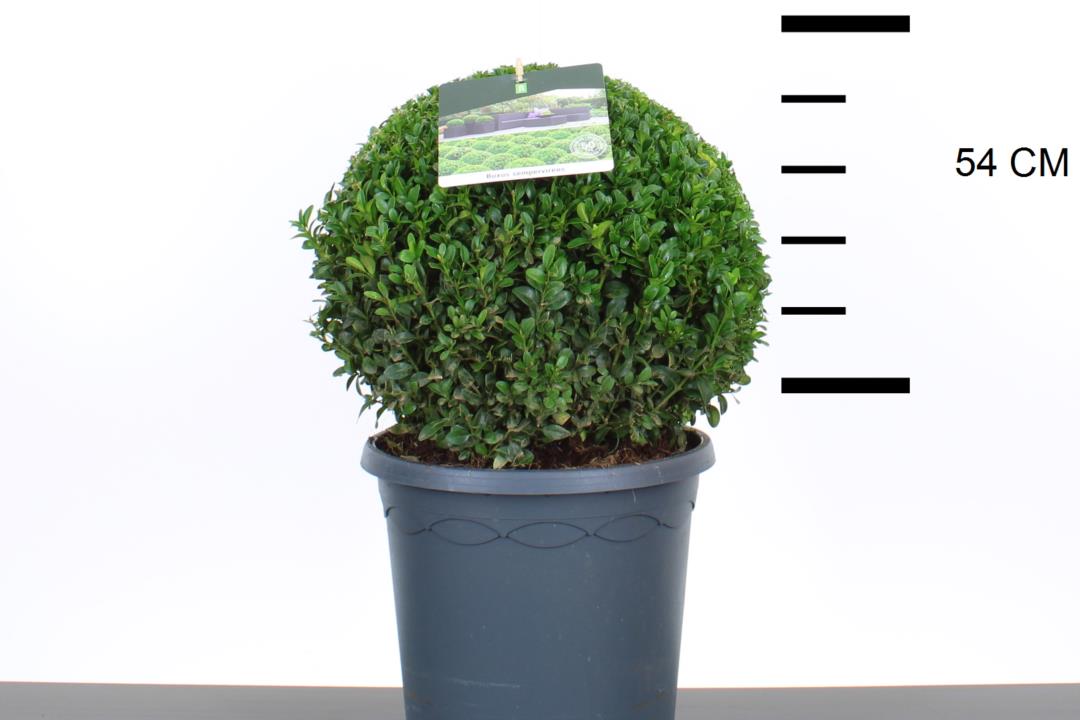 Buxus Sempervirens Balls 10 litre 35cm (Boxwood)