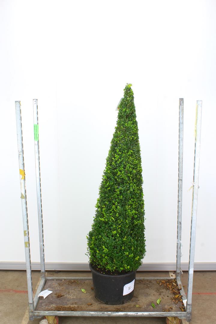Buxus Sempervirens Pyramid 40 litre 165-175cm (Boxwood)
