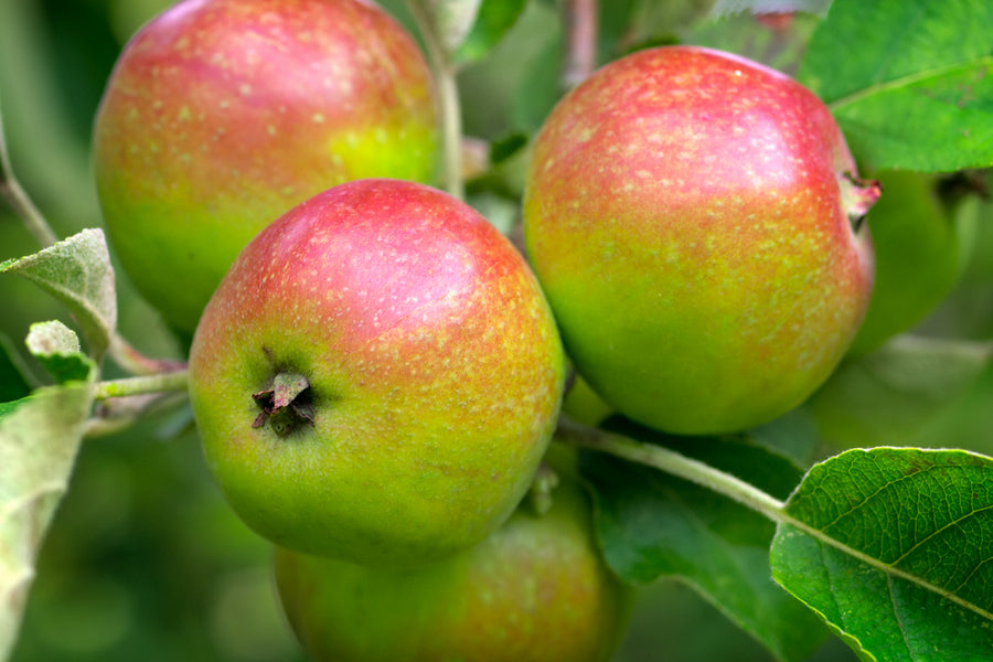 Apple Irish Peach - 1yr old Maiden Available from 2nd week December