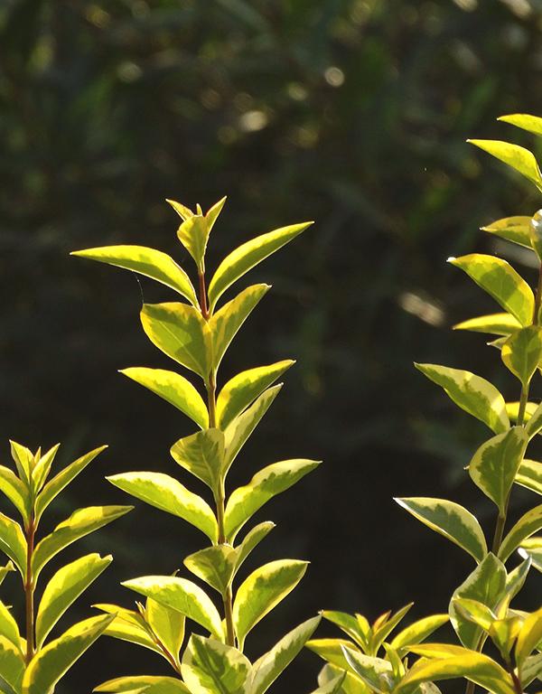 Ligustrum Ovalifolium Aureum (Golden Privet) Potted - Height 40-60cm