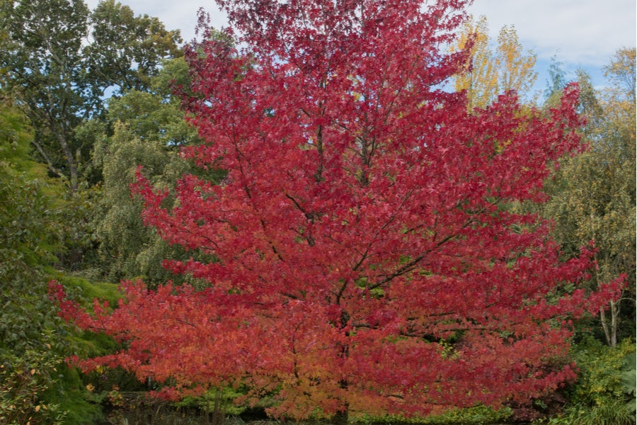 Liquidamber Worplesdon - Sweet Gum Tree 25 litre 200-225cm
