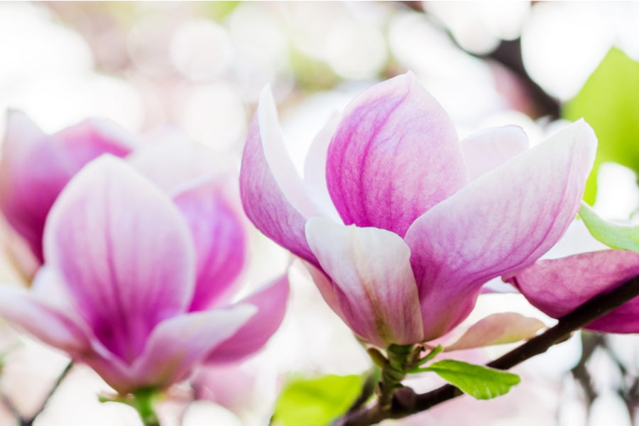 Magnolia Satisfaction 5lt pot Height 50-60cm