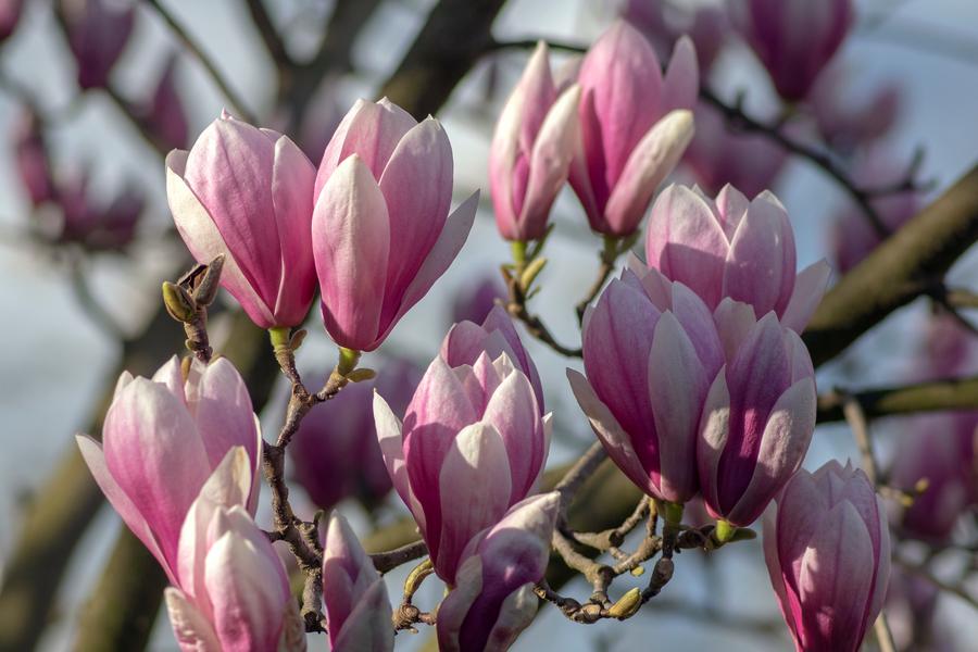 Magnolia Soulangeana (3 Litre Pot)