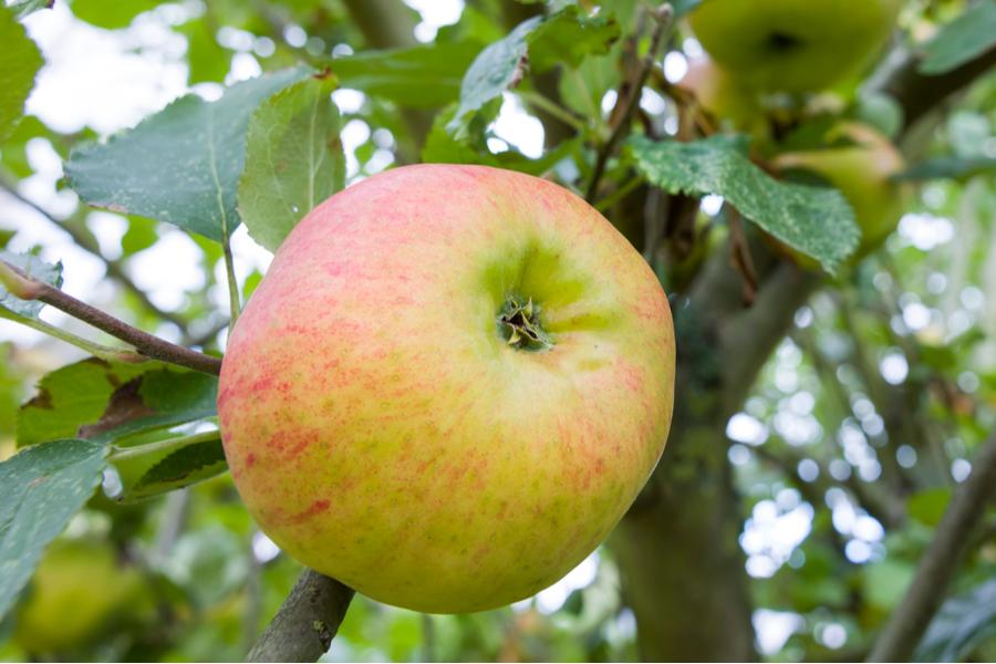 Malus Bramley's Seedling (Cooking Apple) 2 Year Old Bush
