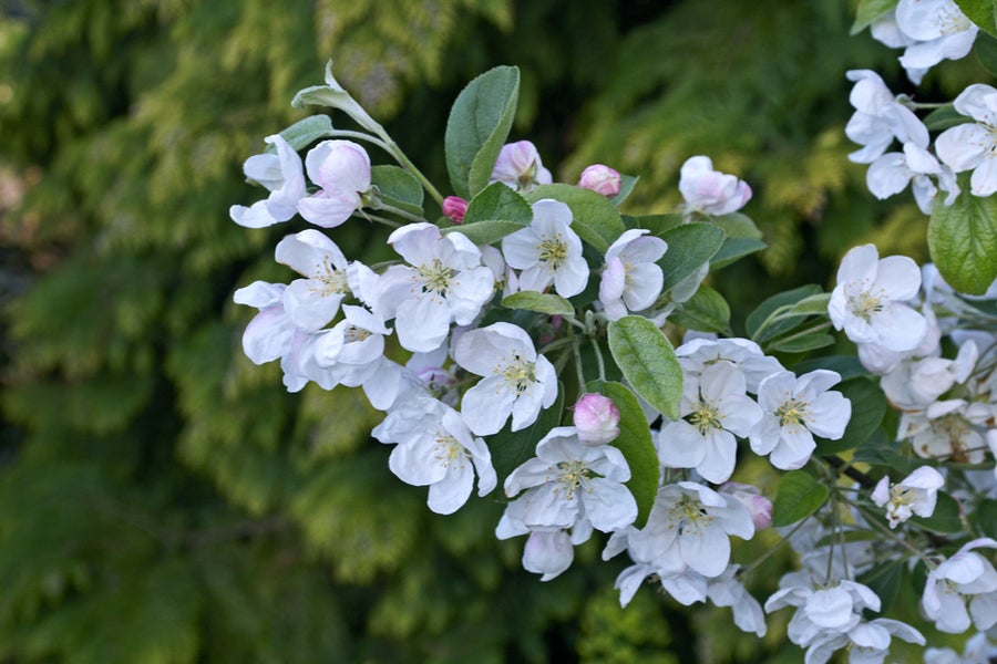 Malus Evereste 12 litre pot (175-200cm)