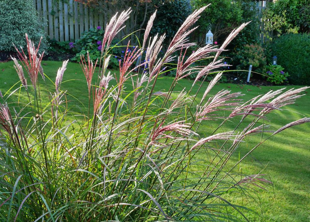 Miscanthus 'Kleine Silberspinne' (5 Litre Pot)