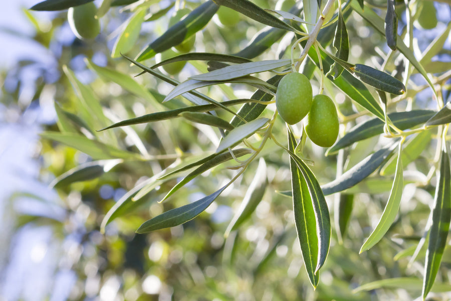 Olea Europea, Olive Tree - 45 litre pot 900mm Half Standard Stem with Head Overall Ht 1600mm