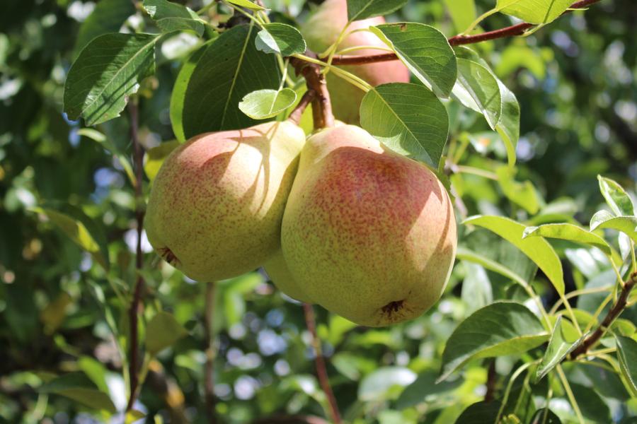 Pear Beurre Hardy - 2 Year Old Bush