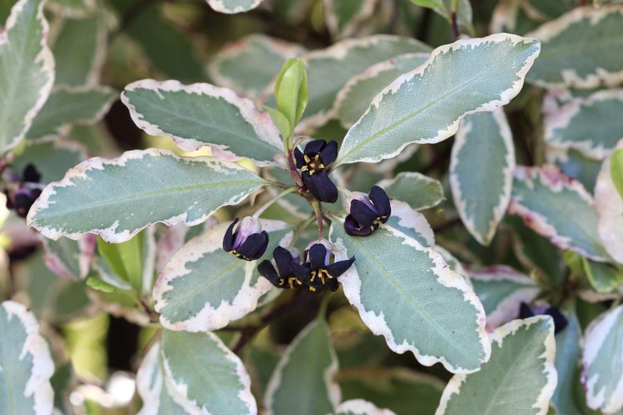 Pittosporum Elizabeth 3lt pot Height 30-40cm