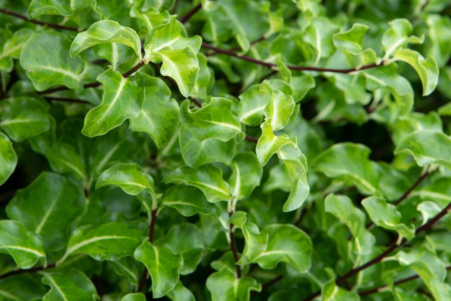 Pittosporum Warnham Gold 3lt pot Height 30-40cm