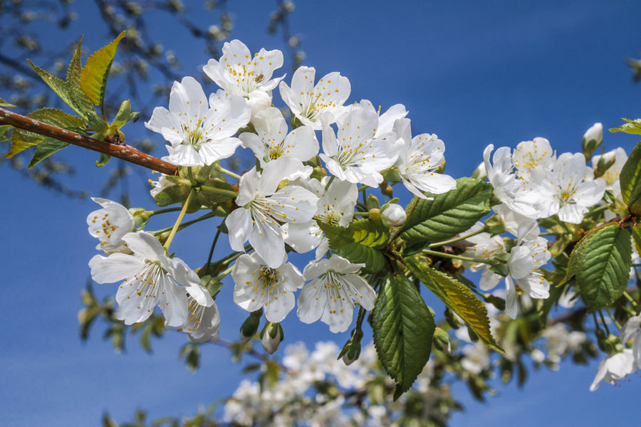 Prunus Avium (Bird Cherry) 45 litre 10-12cm Girth