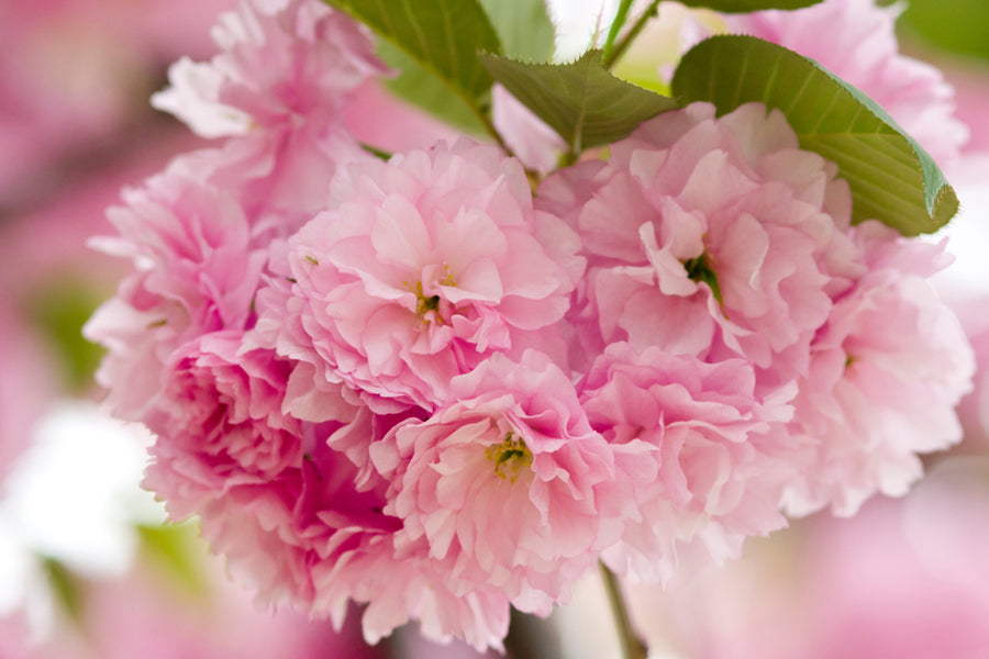 Prunus Kanzan - Pink Flowering cherry 130 litre Pot (18-20cm girth)