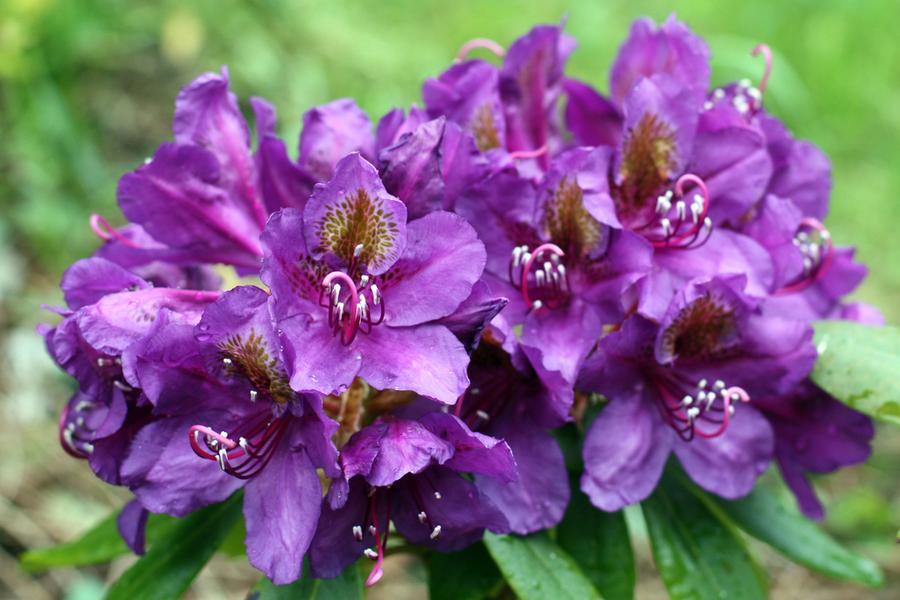 Rhododendron Marcel Menard 5lt pot Height 40-50cm
