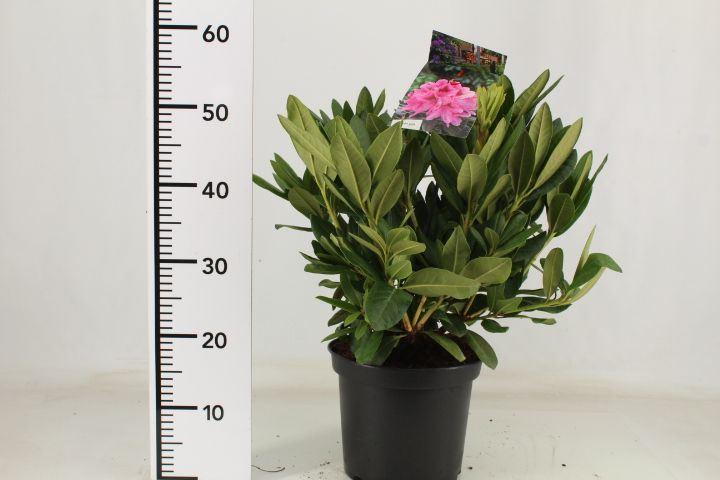Rhododendron Rocket (5 Litre Pot)