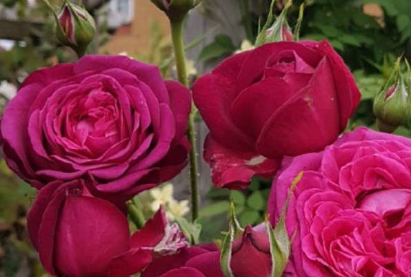 Pure Poetry ‘Bush Rose’ 5Lt pot