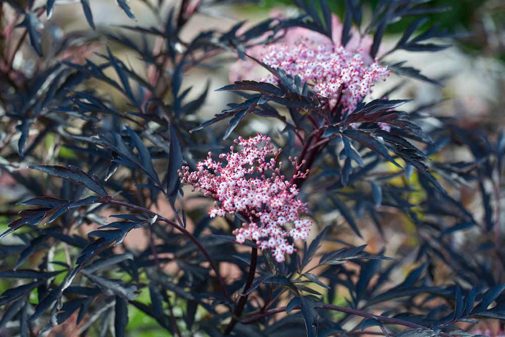 Sambucus Black Lace (2 Litre Pot)