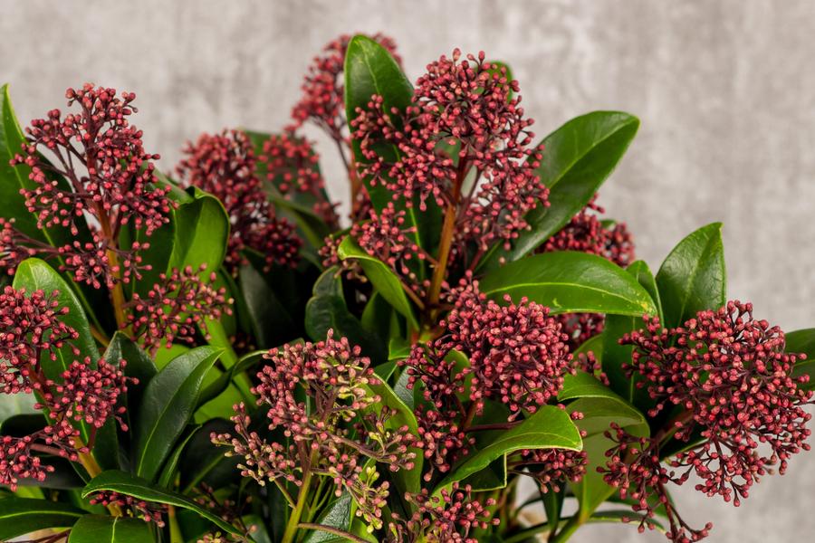 Skimmia Japonica Rubella 1.5lt pot Height 25-30cm
