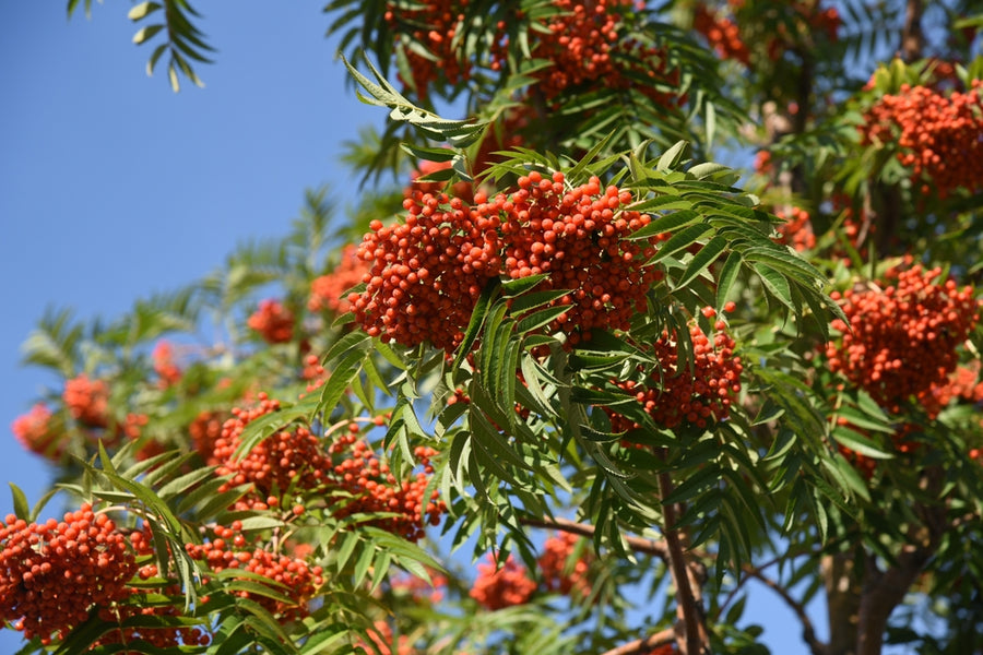 Sorbus Commixta Dodong Olympic Flame 12-14 cm Girth 45 litre Pot