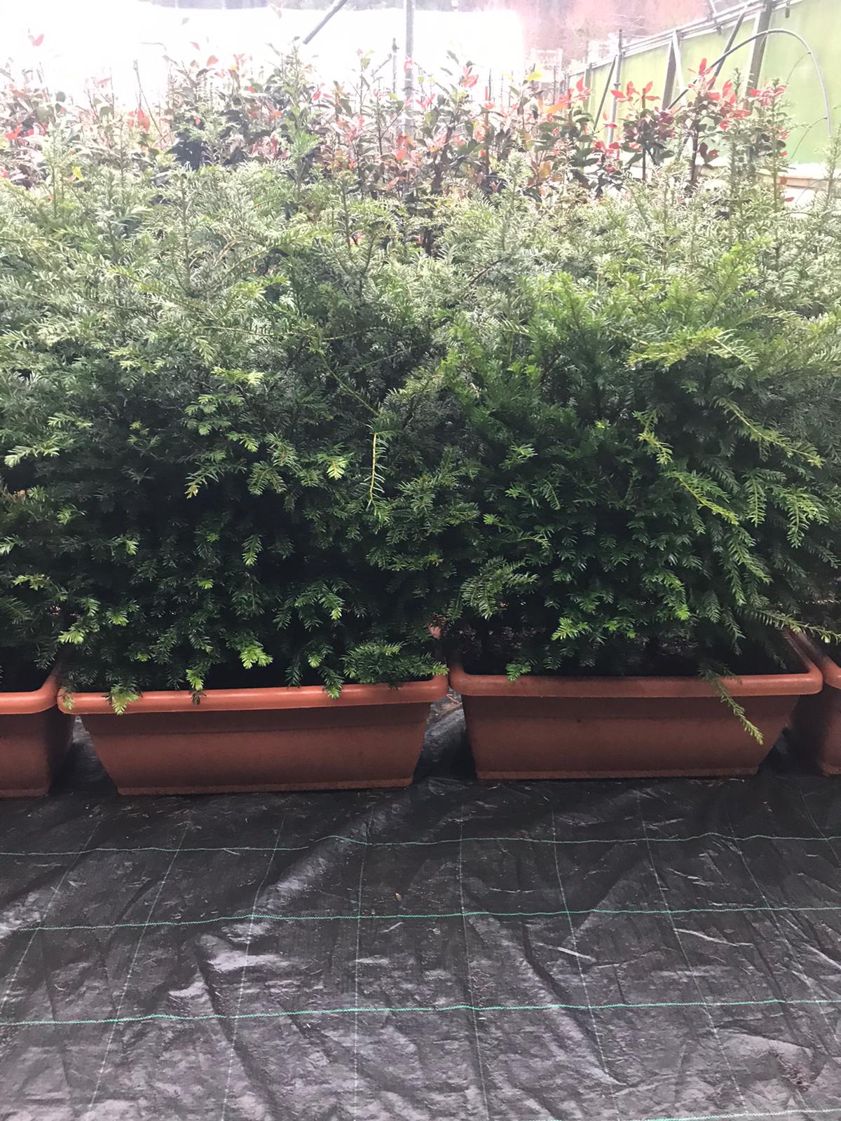 Taxus Baccata Instant Trough Hedging Length 80cm Ht 125cm