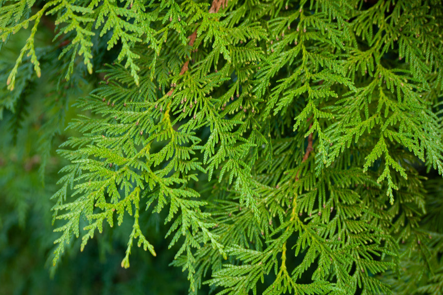 Thuja Plicata Excelsa - Western Red Cedar 350-400cm 230 litre Pot