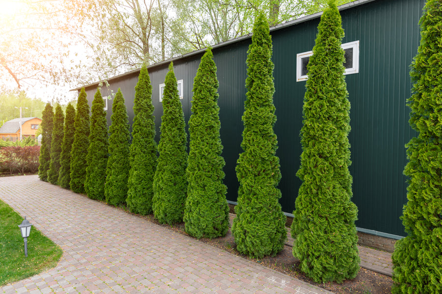 Thuja Occidentalis Smaragd 180-200cm